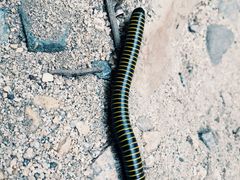 -碓臼峪自然风景区