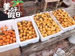 -塘栖枇杷特色园区