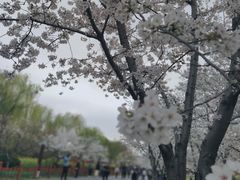 -顾村公园