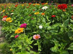 -野鸭湖国家湿地公园