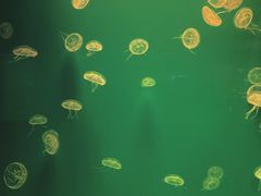 -福州罗源湾海洋世界旅游区