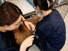 -喜多萌中农锦绣动物医院24H·猫科·牙科MRI·CT