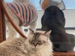 -共舞时光猫咖·狗咖(新街口店)