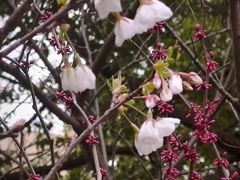-高东镇樱花园