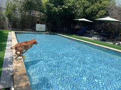 -汪说喵讲宠物乐园宠物酒店(红星美凯龙店)