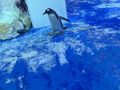-芜湖新华联大白鲸海洋公园
