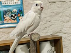 -吉丁鸟咖·异宠·寄养