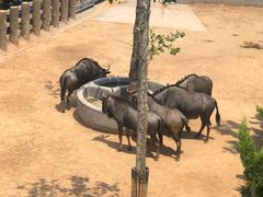 -西霞口神雕山野生动物世界