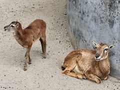 -广州动物园