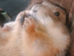 -藦茜花园宠物主题亲子互动体验馆(国顺东路店)