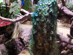 -正佳雨林生态植物园