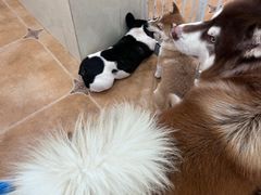 -Let's go狗咖·猫咖·奶狗·桌游(春熙路IFS店)