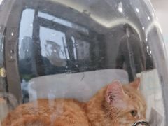 -瑞鹏宠物医院·骨科·猫科·内科(第一中心)