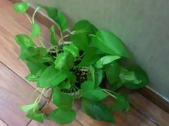 -尊江月推拿足道(周浦店)