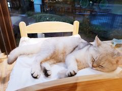 -HONGA HONGA雄家(曹路店)