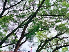 -梧桐山风景名胜区