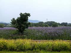 -西京湾花海