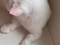 -Let's go狗咖·猫咖·奶狗·桌游(春熙路IFS店)