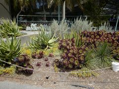 -墨尔本皇家植物园