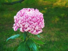 -国家植物园