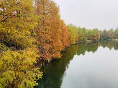 -上海海湾国家森林公园