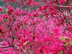 -木兰云雾山