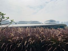 -野狸岛