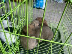 -中环花鸟鱼虫市场