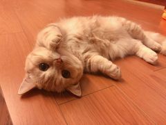 -CoCo都可(燕塘店)