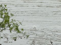 -上海吴淞炮台湾国家湿地公园