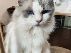 -楼上猫咖(罗湖店)