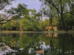 -上海共青森林公园