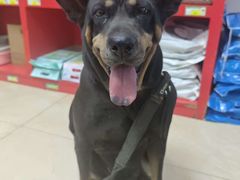 -瑞派旺宝宠物医院·犬猫全科综合·尿道专科(莲兴院)