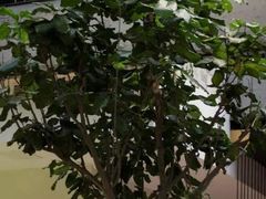 -大树餐厅(红旗街万达店)