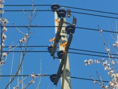 -北京麋鹿生态实验中心