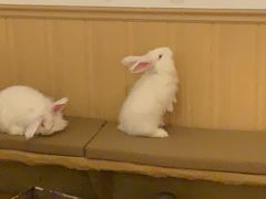 -猫猫幼稚园·撸猫·桌游·电玩