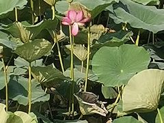 -长春市南湖公园