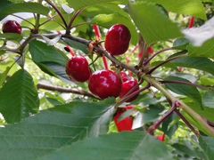 -金鼎雪山牦牛杂火锅(理县总店)