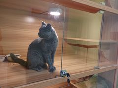 -猫十亿·布偶金渐层·曼基康矮脚猫舍(青年路店)