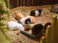 -藦茜花园宠物主题亲子互动体验馆(国顺东路店)