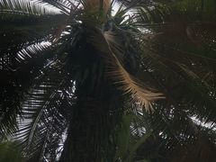 -西双版纳傣族园
