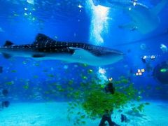 -烟台海昌鲸鲨海洋公园