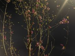 -肖记公安牛肉鱼杂馆·省级非物质文化遗产(三角路直营店)