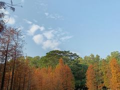 -番禺大夫山森林公园