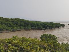 -福田红树林生态公园