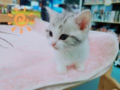 -70cat德文卷毛猫·缅因猫纯种猫舍