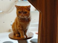 -飞行喵MR PILOT|猫舍·猫咖(静安大融城店)