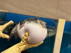 -天正河鲀·河豚亭(大连店)