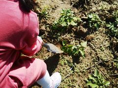 -前小桔亲子创意农场·草莓采摘·露营烧烤