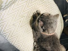 -猫色咖啡·猫咖